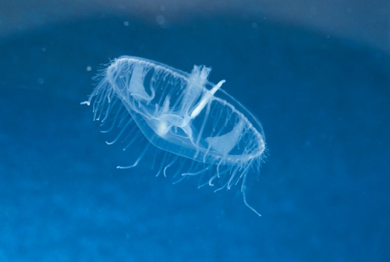 Adaptive Mechanisms