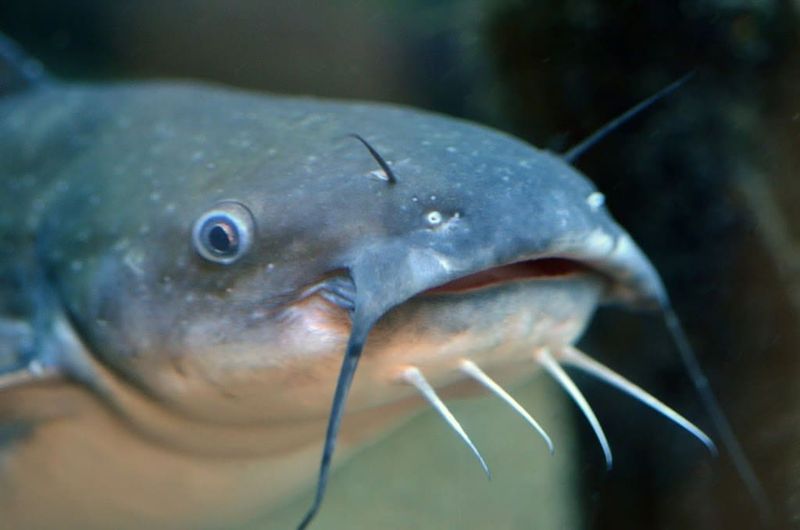 Adaptive Whiskers