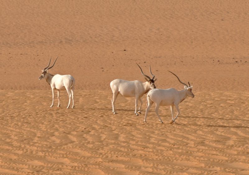 Addax Antelope