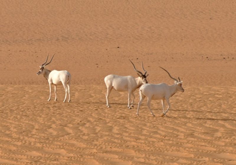 Addax Antelope