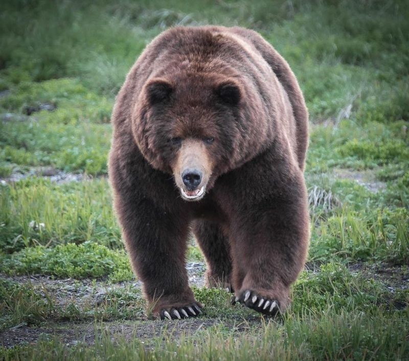 Admiralty Island Bear - The Fortress Giant
