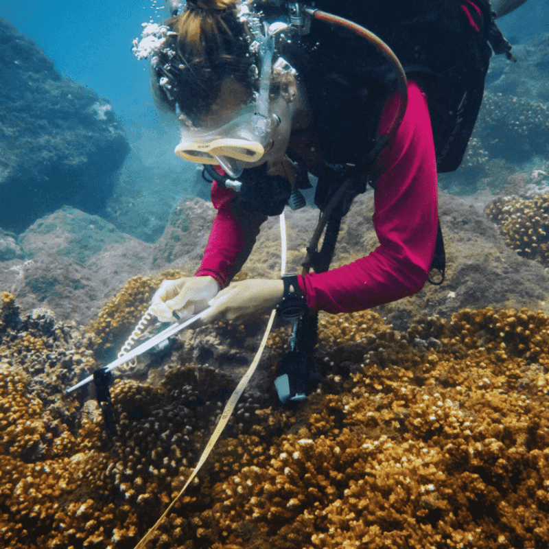Adopt a Coral Reef