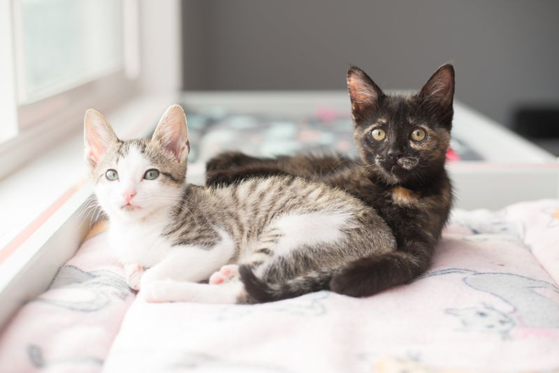 Adopt a Feline Friend
