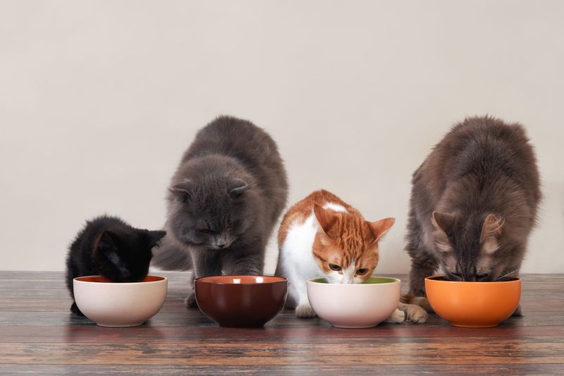 Adopting Multiple Cats