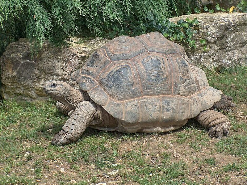 Adwaita the Aldabra Giant Tortoise