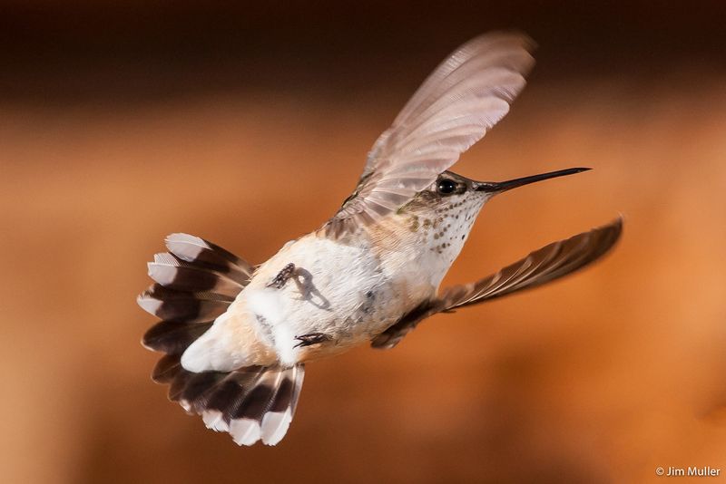 Aerial Acrobatics