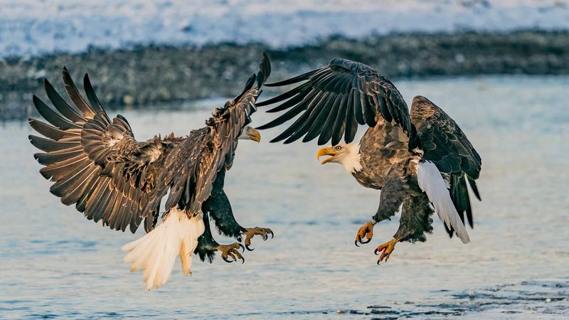 Aerial Acrobats