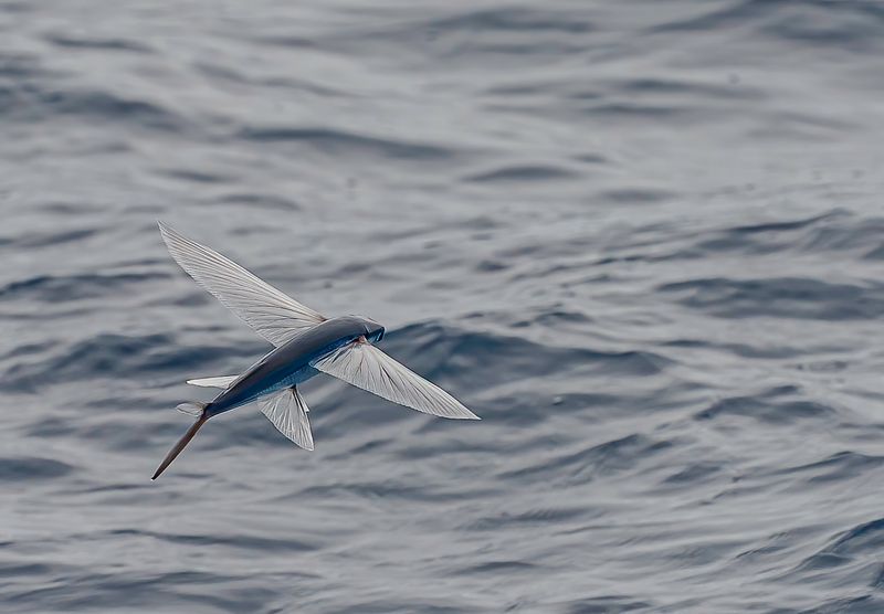 Aerodynamic Body Shape