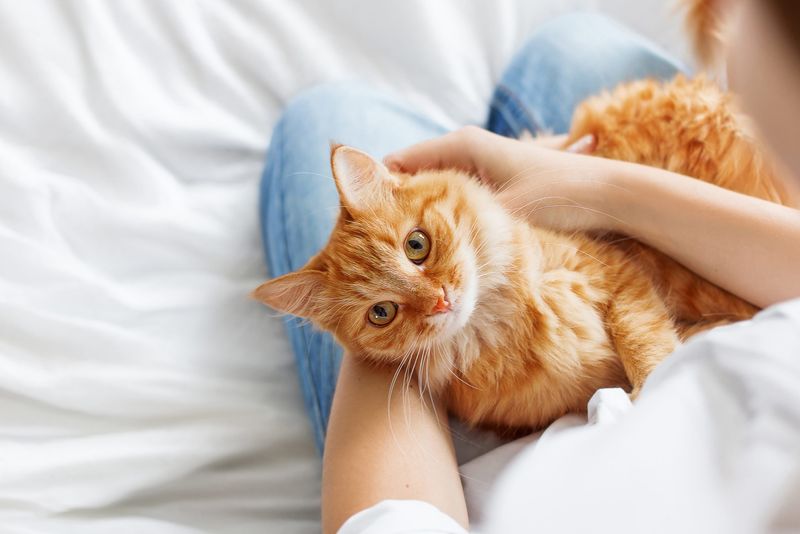 Affectionate Companions