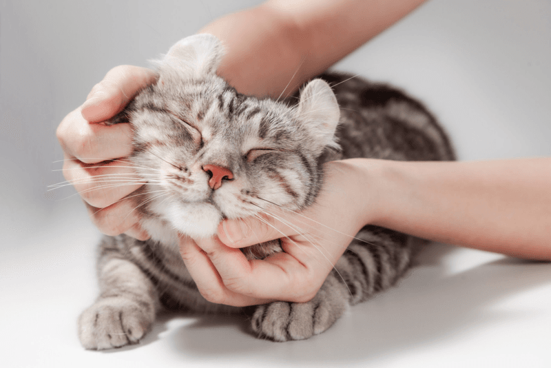 Affectionate Companionship