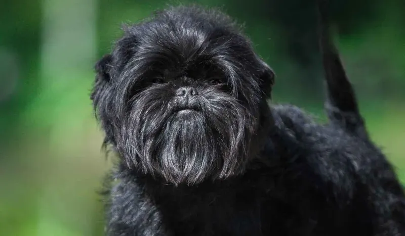 Affenpinscher