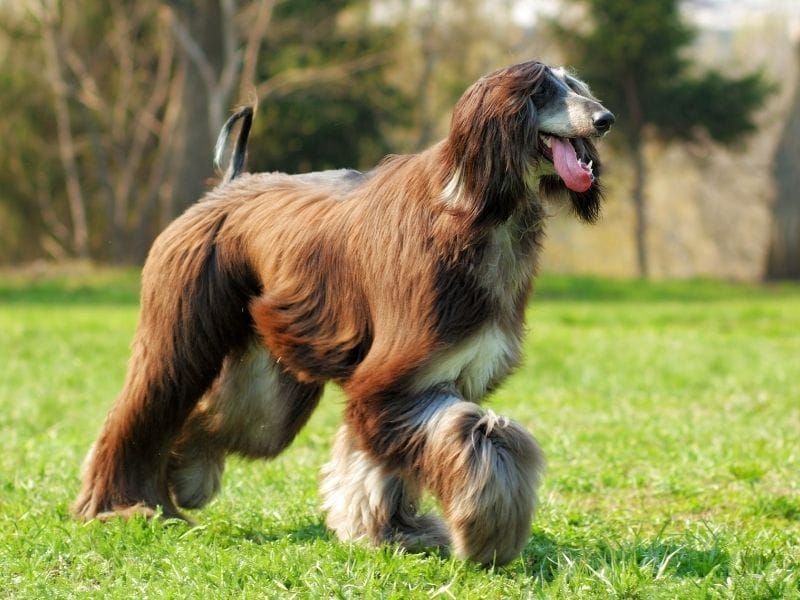Afghan Hound