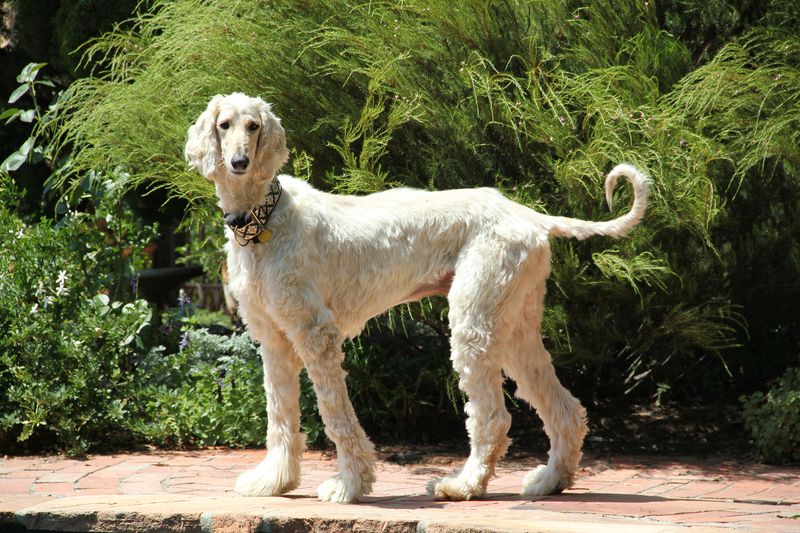 Afghan Hound