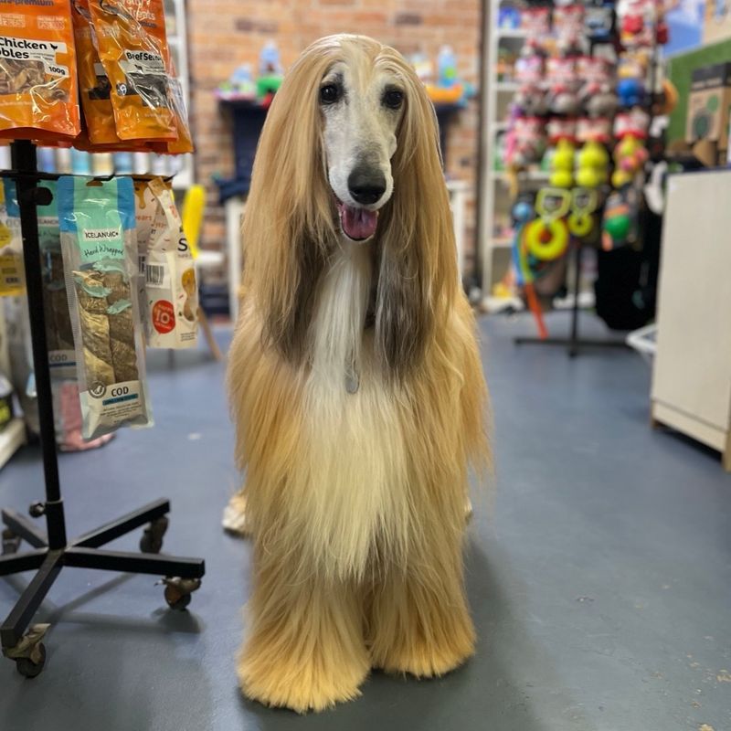 Afghan Hound