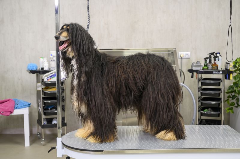 Afghan Hound