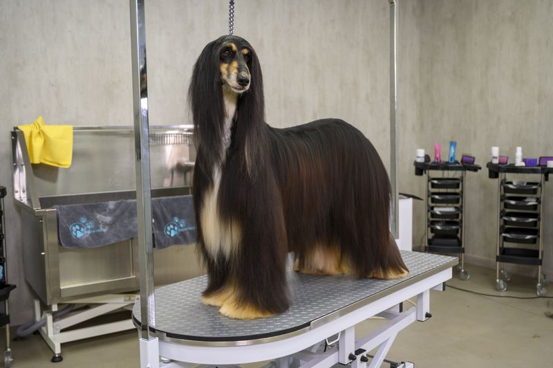 Afghan Hound