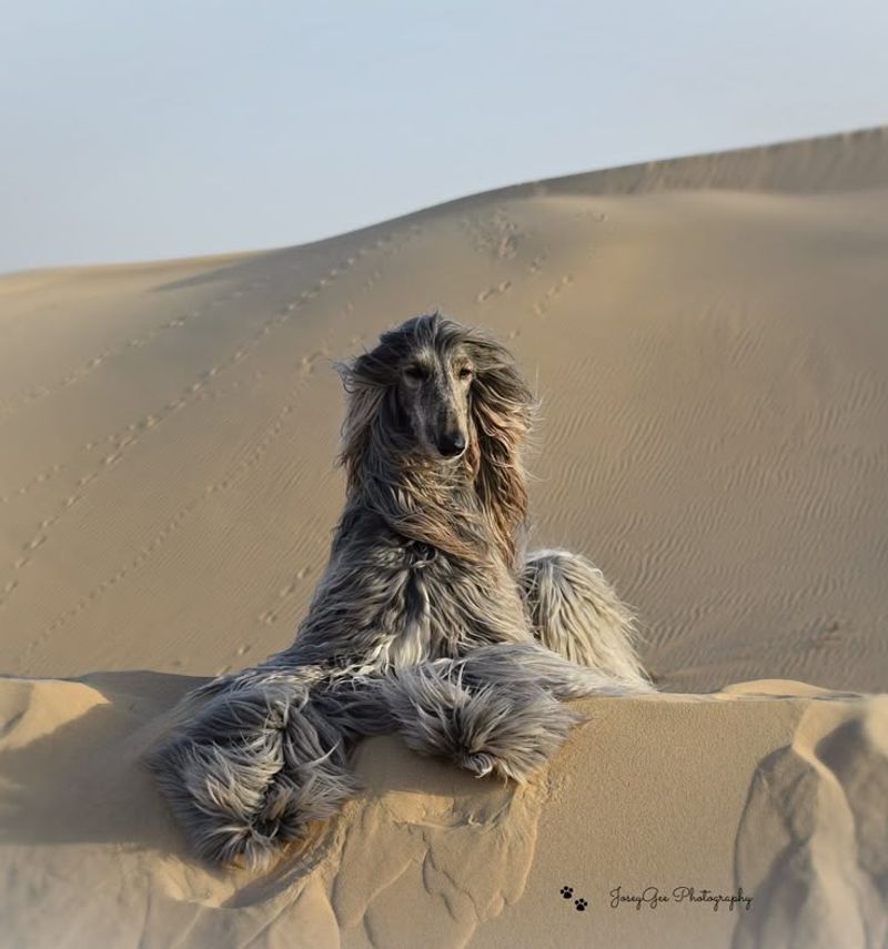 Afghan Hound