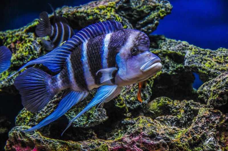 African Cichlid