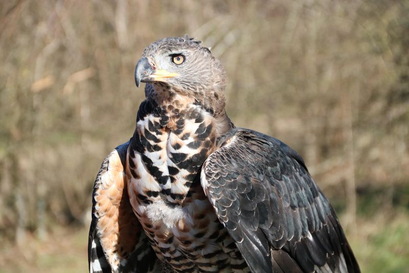 African Crowned Eagle
