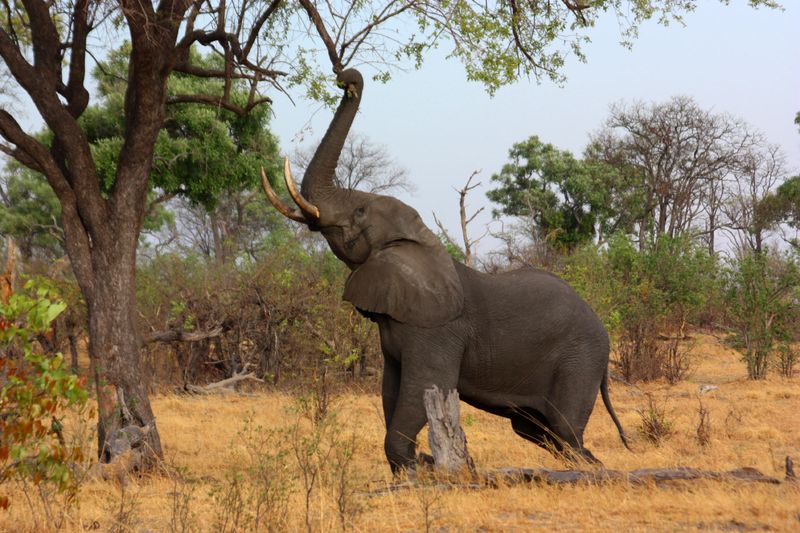 African Elephant