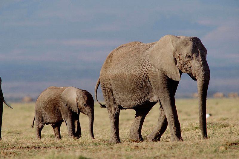 African Elephant