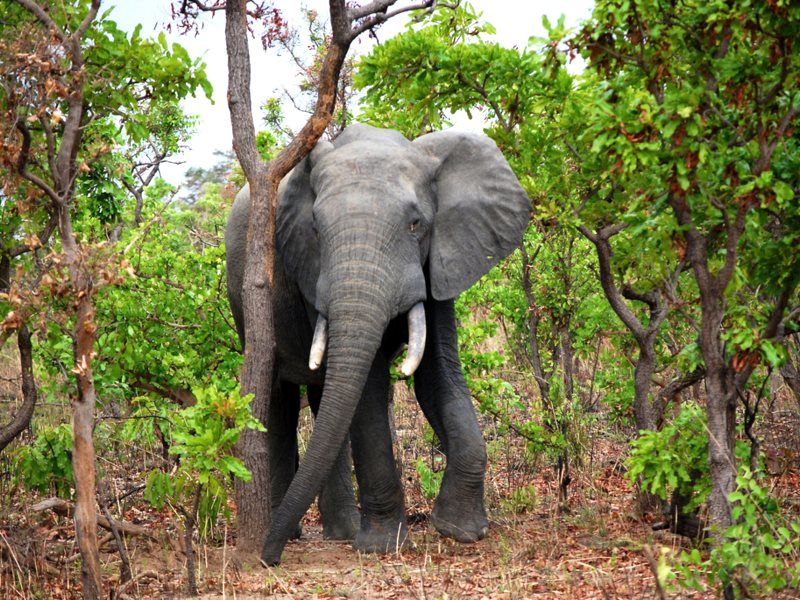 African Elephant