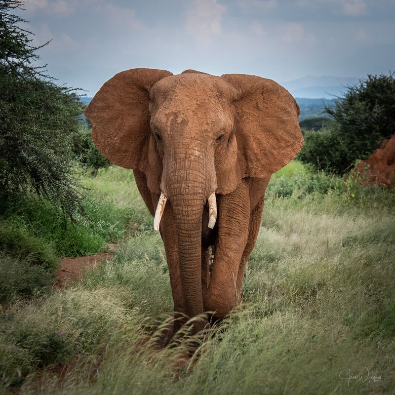 African Elephant