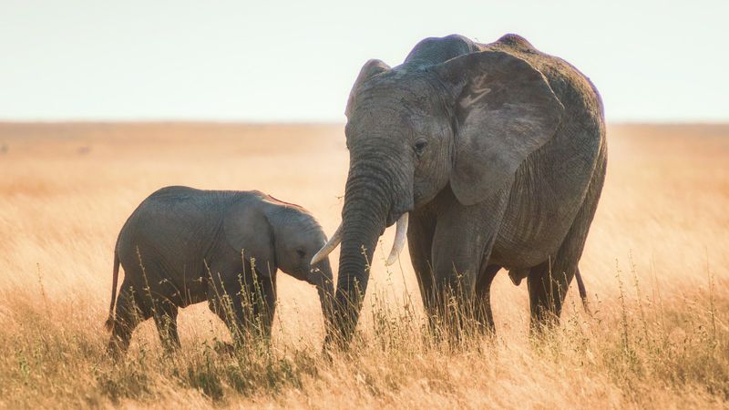 African Elephant