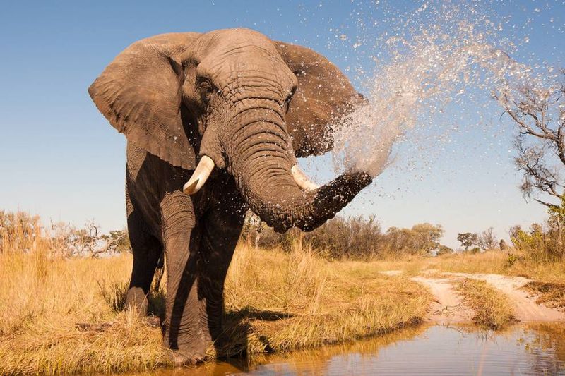 African Elephant