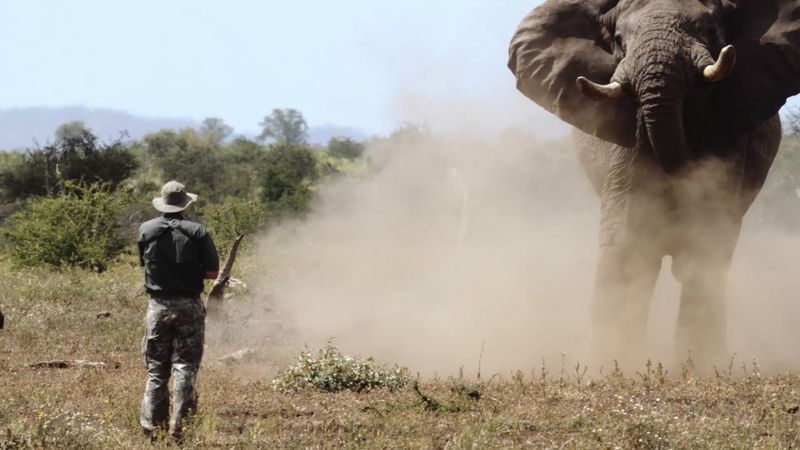 African Elephant