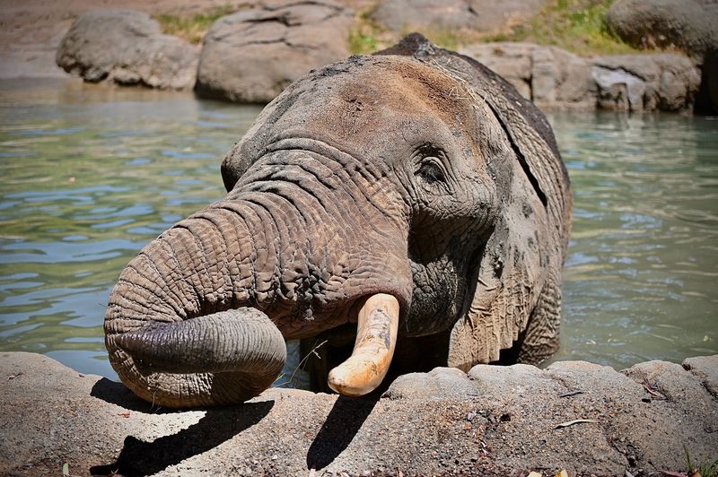 African Elephant