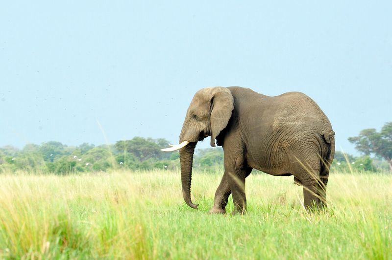 African Elephant