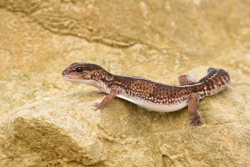 African Fat-Tailed Gecko