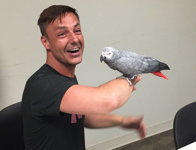 African Grey Parrot