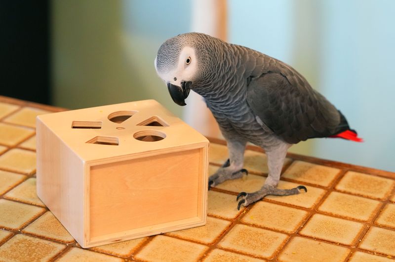 African Grey Parrot
