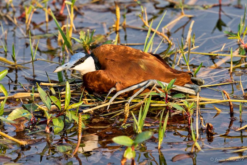 African Jacana