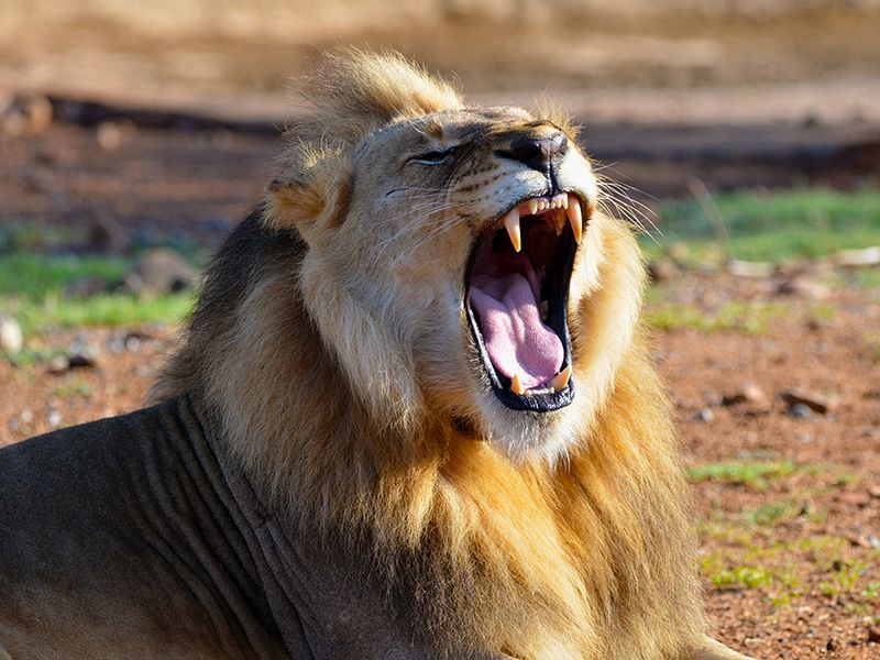 African Lion
