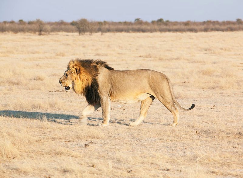 African Lion