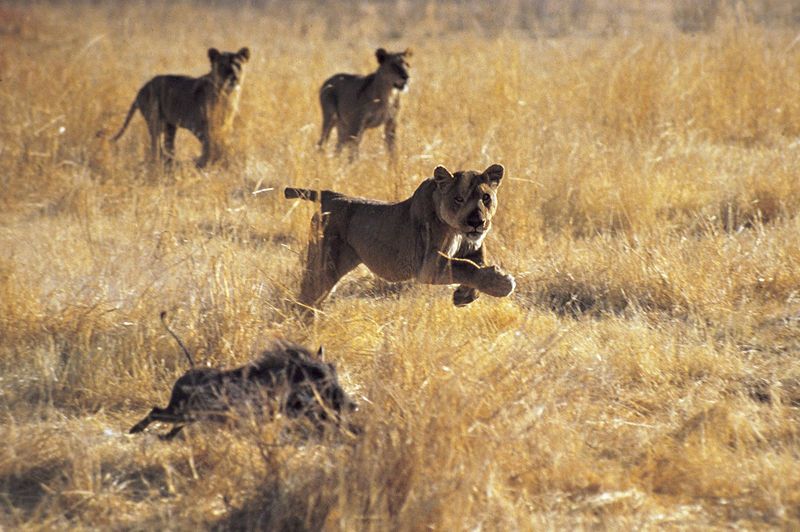 African Lion
