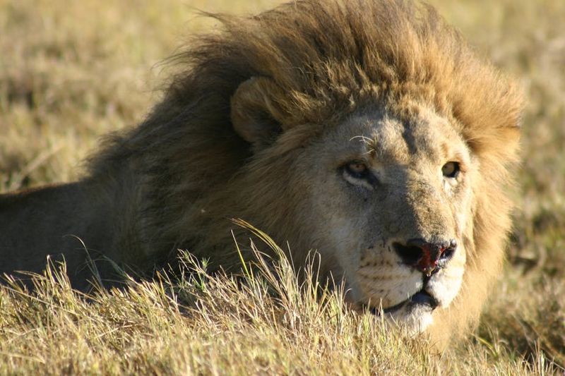African Lion