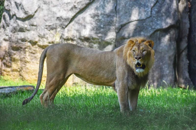 African Lion