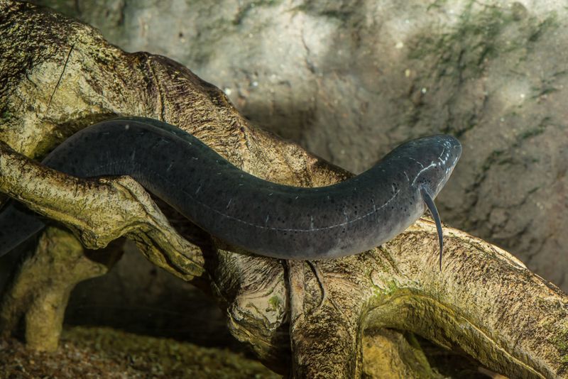 African Lungfish