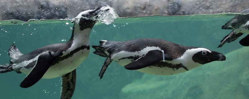 African Penguin