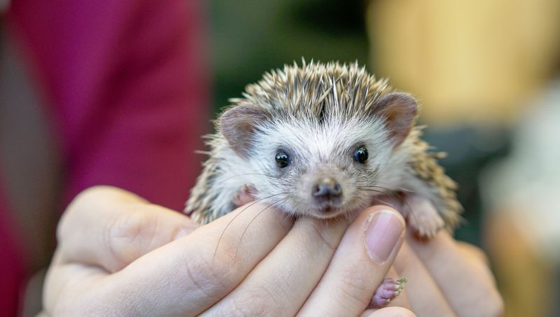 African Pygmy Hedgehog