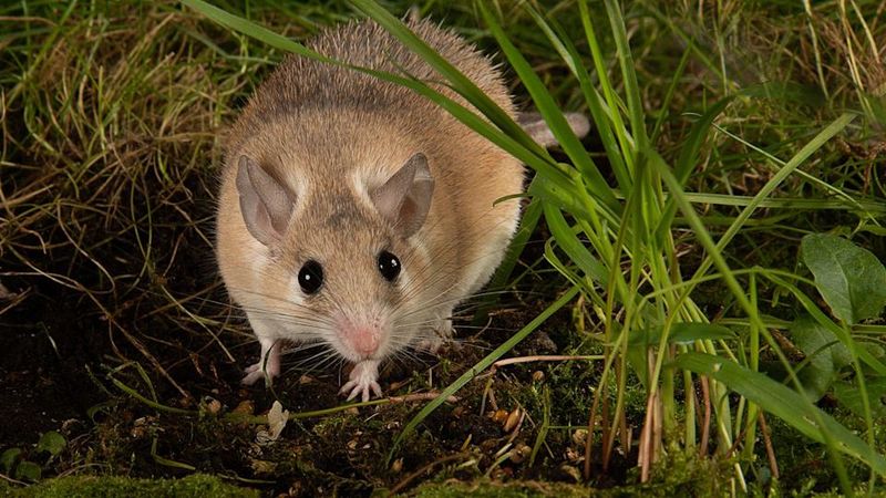 African Spiny Mouse