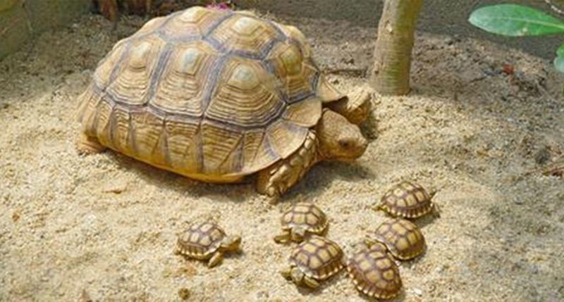 African Spurred Tortoise