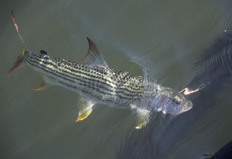 African Tigerfish