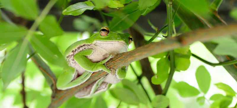 African Tree Frog