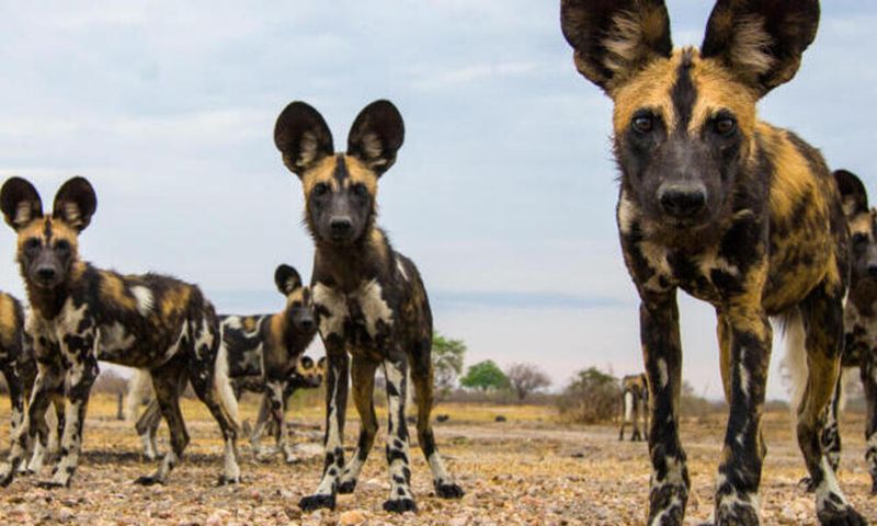 African Wild Dog