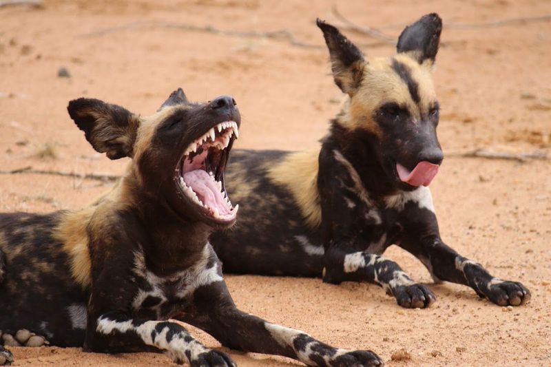 African Wild Dog